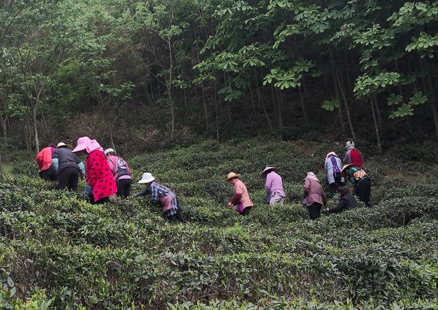 致富种植公司董事长_种植致富经_致富种植什么比较赚大钱