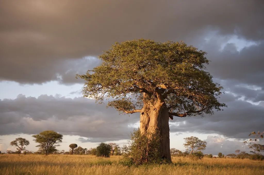 古老而又奇特的生命之树猴面包树
