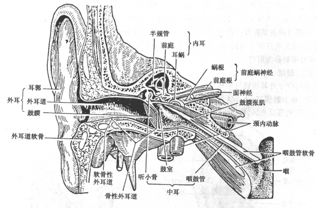 耳机|耳机，你戴明白了吗？