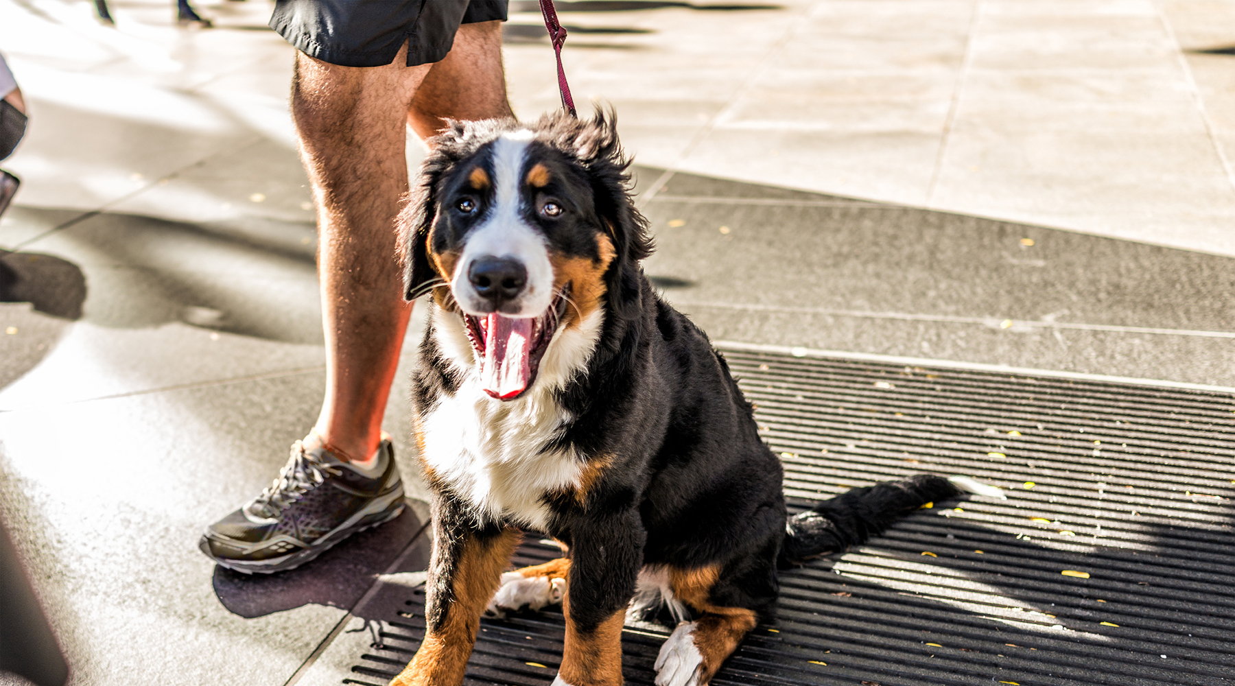 狂犬病|狂犬病致死率为何接近100%？打了疫苗就绝对安全吗？不一定