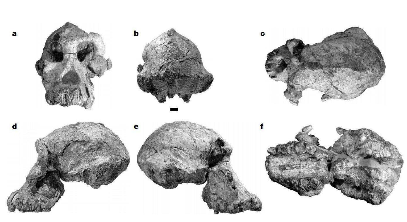 体毛|114万年前，人类褪去了体毛，裸了100万年后为何穿上了衣服？