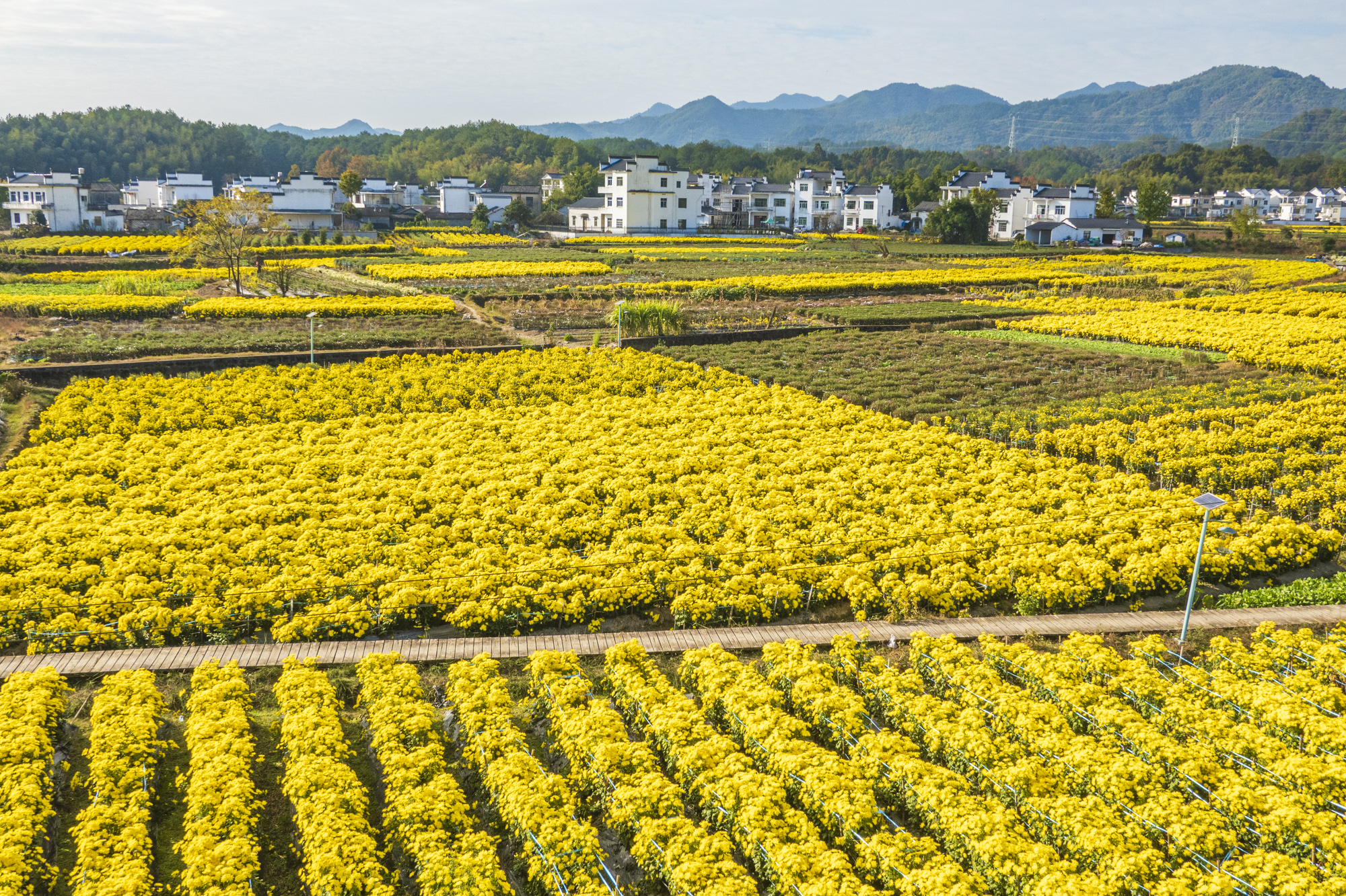 也有网友说:皖北吃面,说普通话;皖南吃大米,农村说方言.