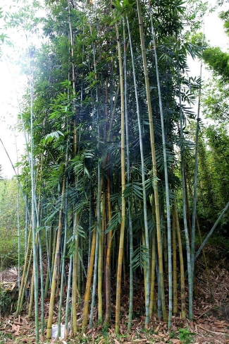 中科院华南植物园竹子专家在广宁发现两个竹类新种