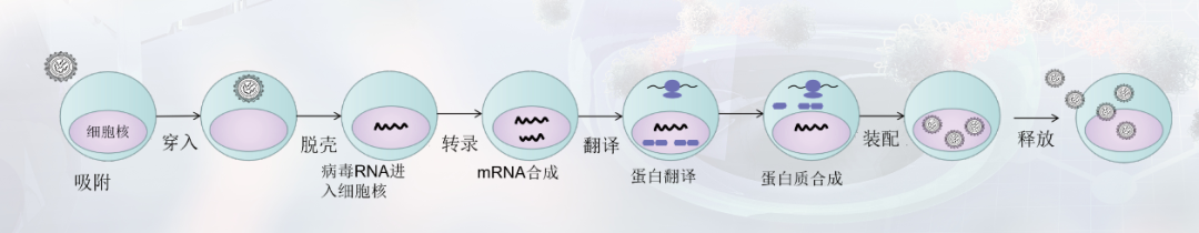 流行性感冒|藏文科普｜流感背后的秘密