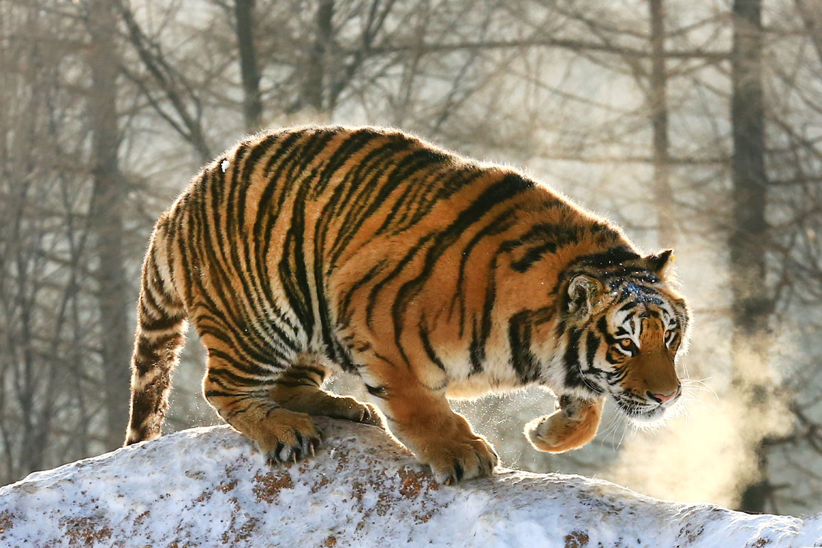 俄罗斯野生东北虎跨国作案到我国偷羊我们为啥还欢迎它