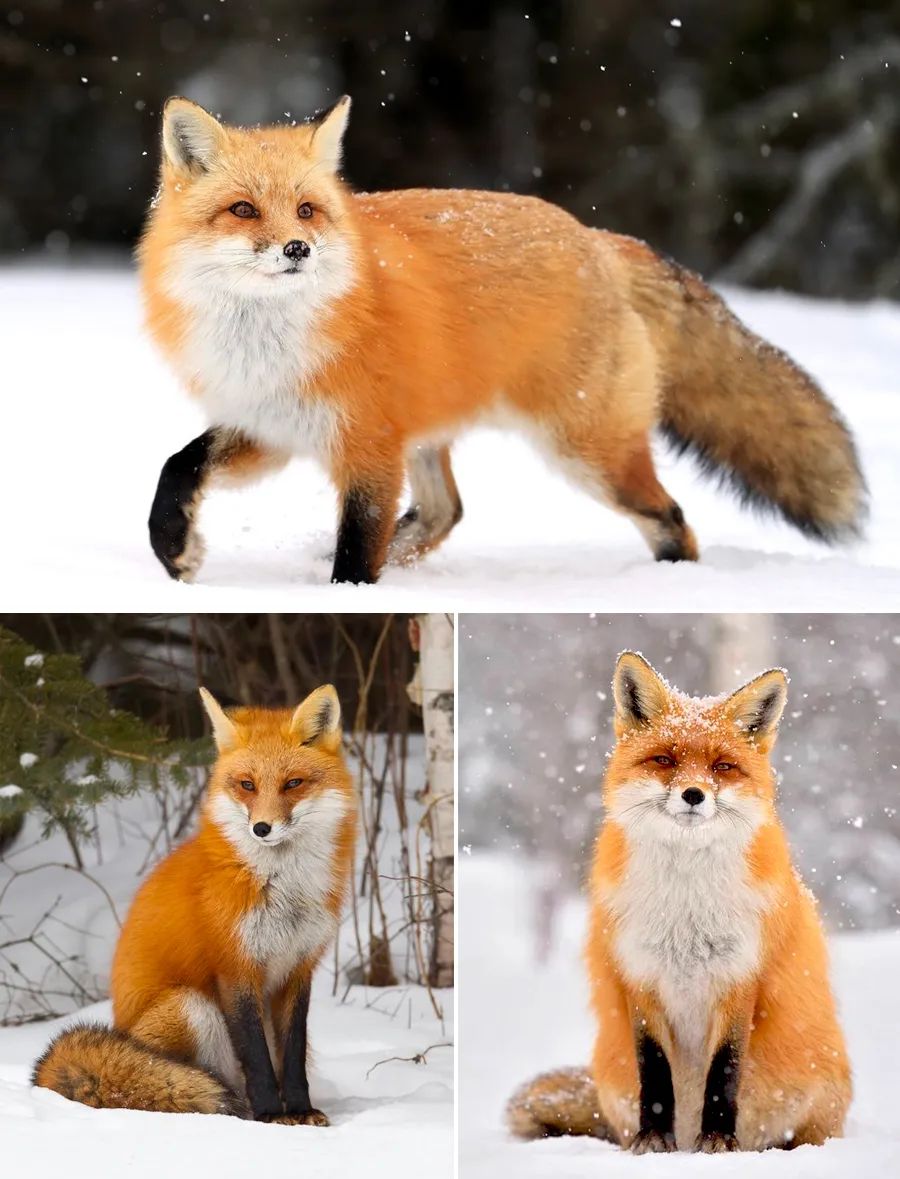 在绘画前,通过对图片,视频的观察,分析狐狸的身体结构特征,注意嘴巴