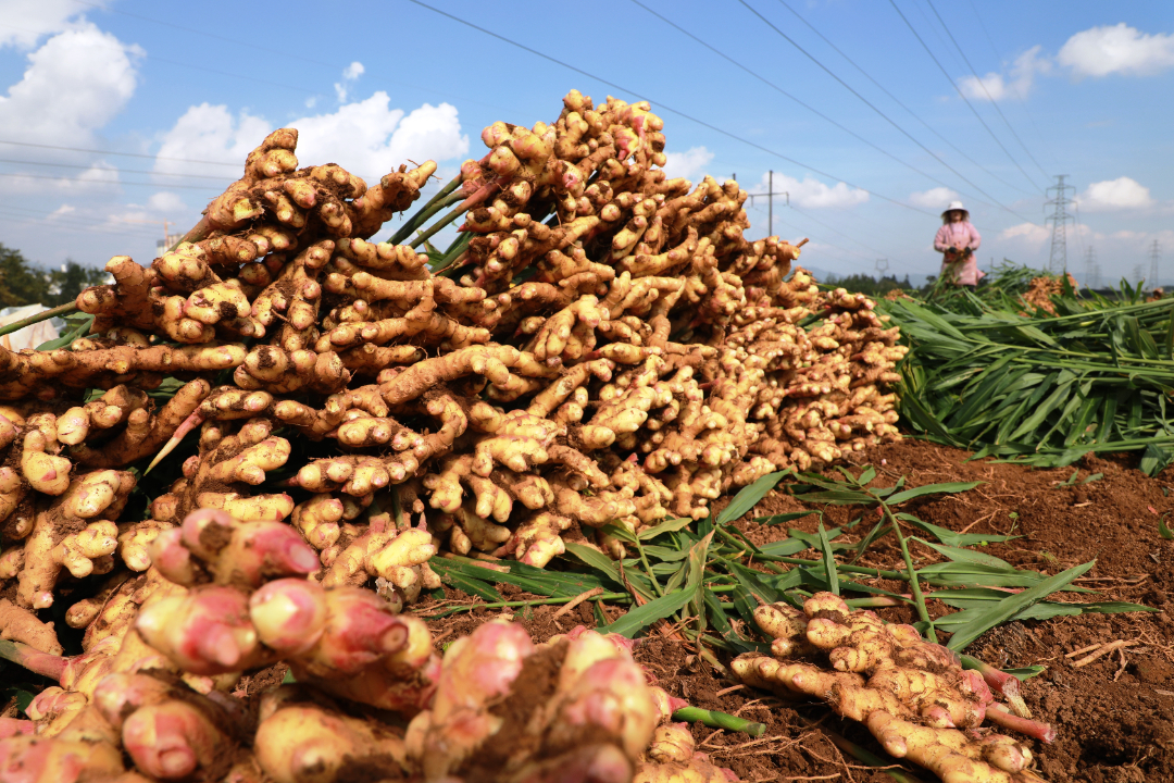 罗平：小黄姜大丰收
