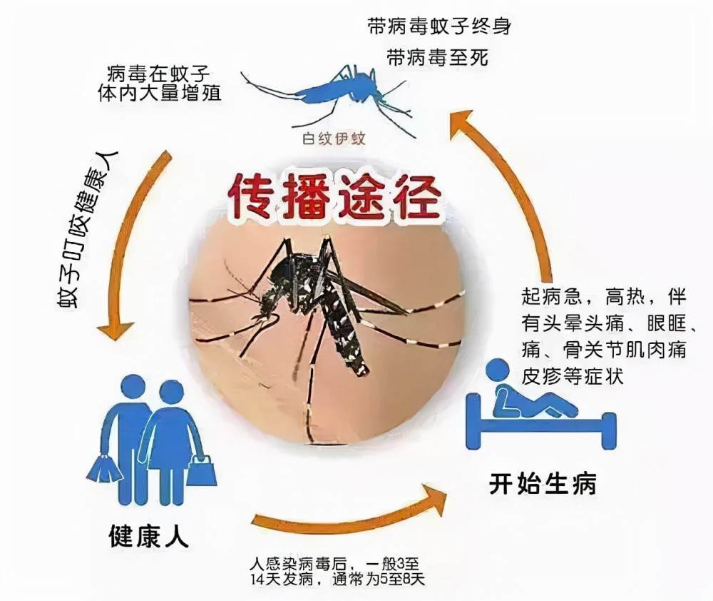 |极端暴雪会冻死蚊子吗?今冬如此之冷,来年蚊子数量会减少吗?