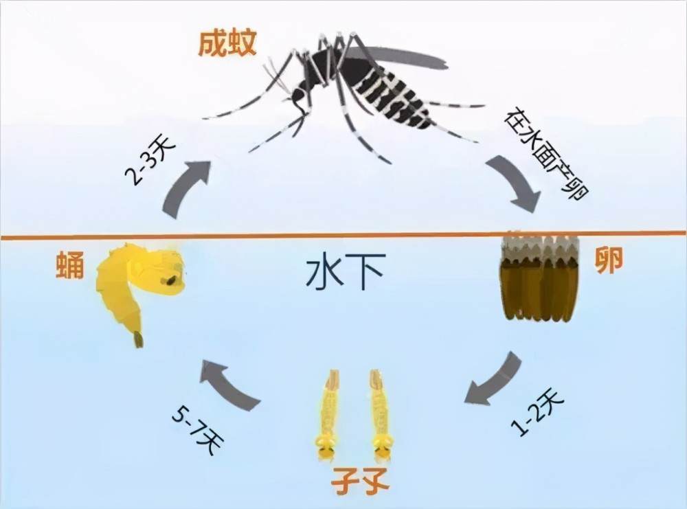 在冬季来临时,不同品种的蚊子会选择不同的方式过冬,比如:淡色库蚊