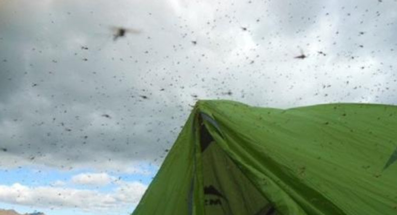 |极端暴雪会冻死蚊子吗?今冬如此之冷,来年蚊子数量会减少吗?