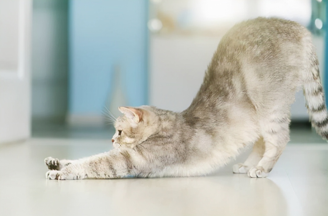猫科动物伸懒腰图片