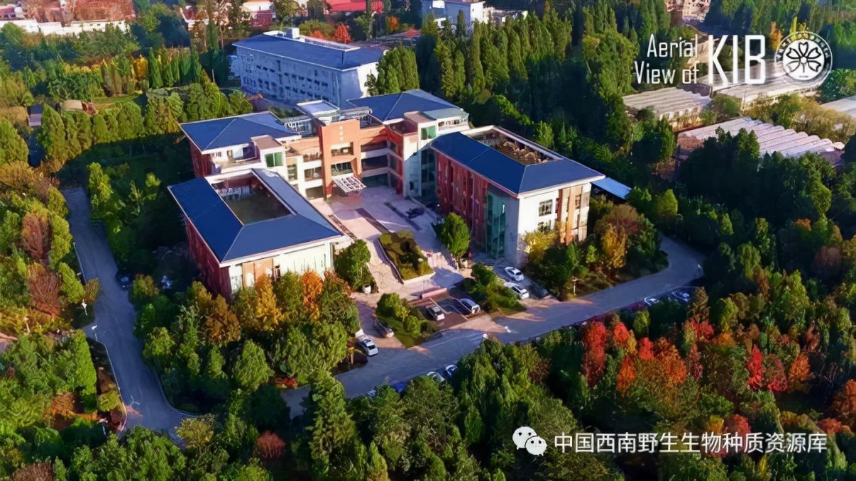 植物|山楂种子要浓硫酸泡了才发芽，种子萌发并不易