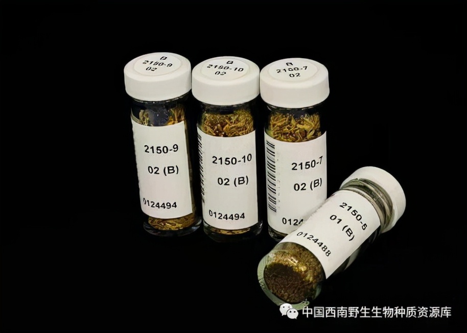 植物|山楂种子要浓硫酸泡了才发芽，种子萌发并不易