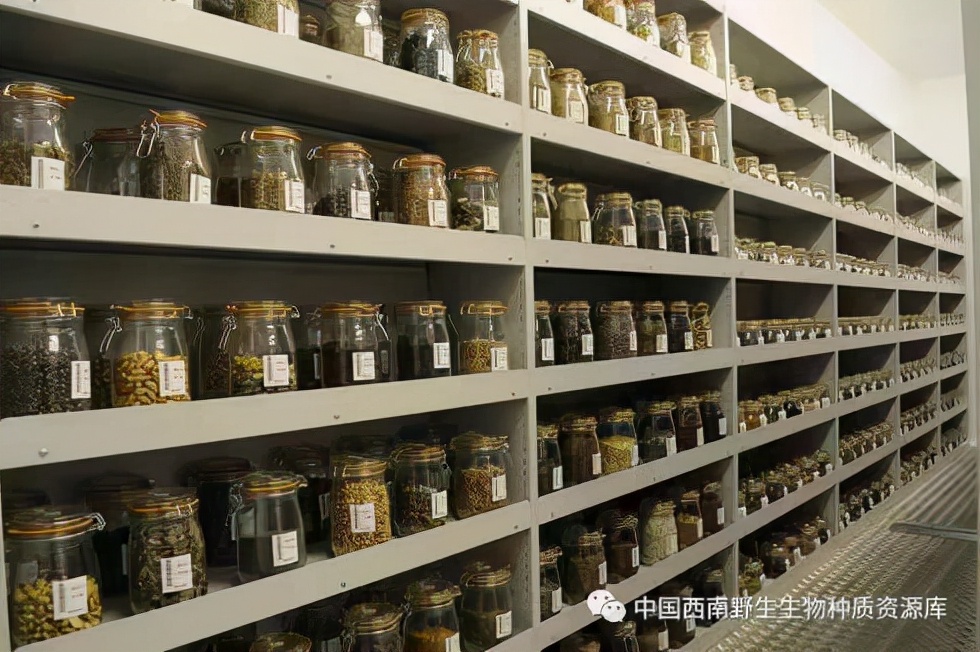 植物|山楂种子要浓硫酸泡了才发芽，种子萌发并不易