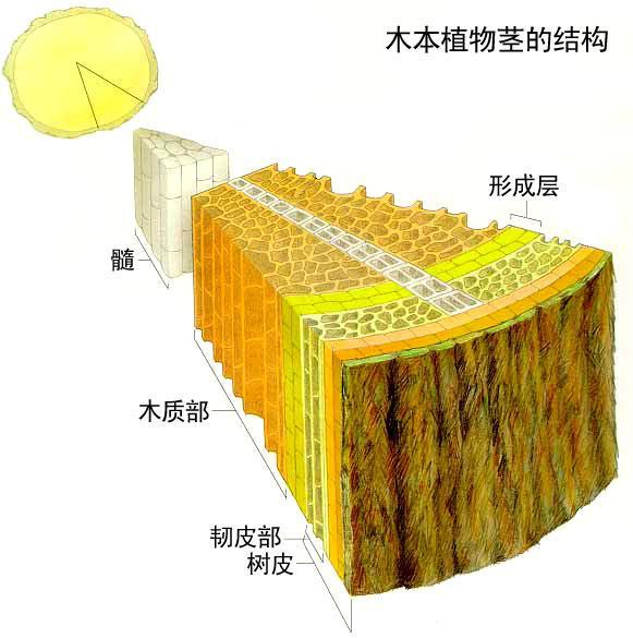 叶仙的形成层图片