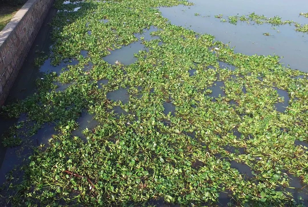 相信每个人都听说过"水葫芦"的大名吧,水葫芦可谓是入侵生物中的代表
