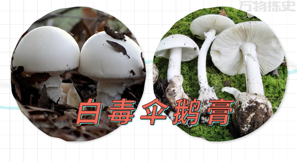 全村吃饭菇究竟有多毒