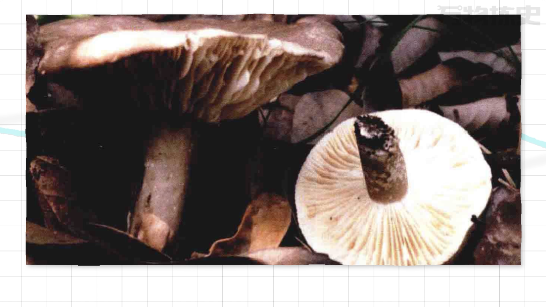 全村吃饭菇究竟有多毒