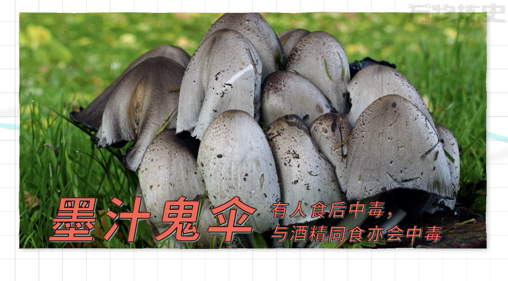 全村吃饭菇究竟有多毒