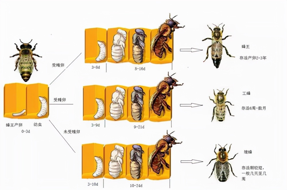 蜂王的发育过程图图片