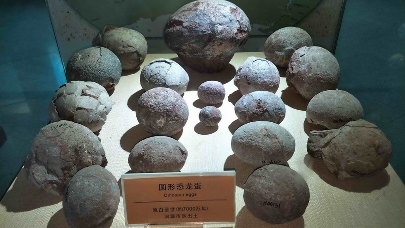 河源恐龙博物馆还馆藏有窃蛋龙类黄氏河源龙,霸王龙,蜥脚类恐龙,鸟脚