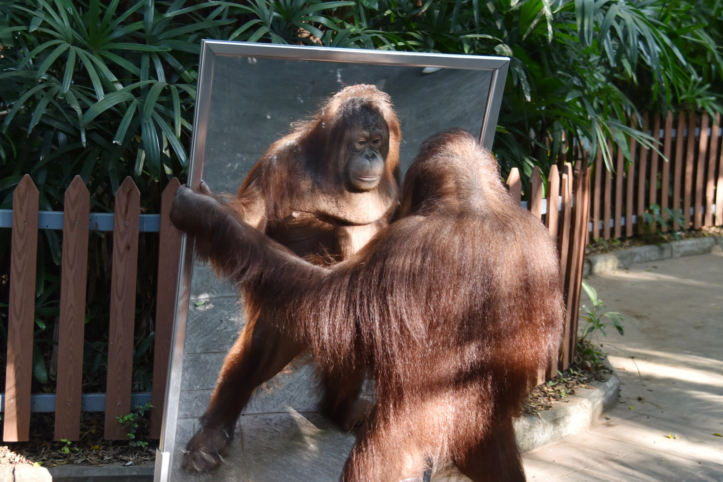 动物园工作人员介绍,照镜子是人们日常生活中一个很普通,简单的行为