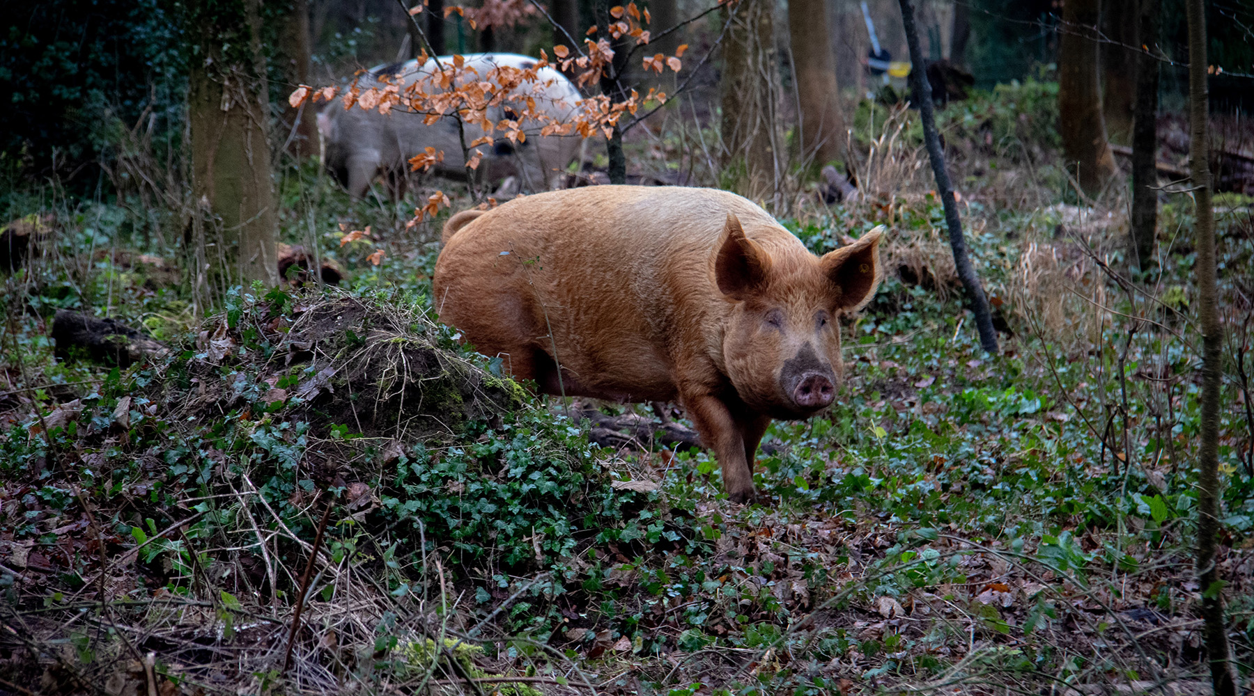 豬是雜食動物什麼都吃吃人嗎