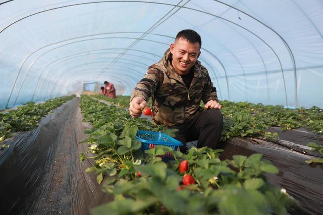 新乡贤洛龙区付云龙返乡种草莓带群众增收