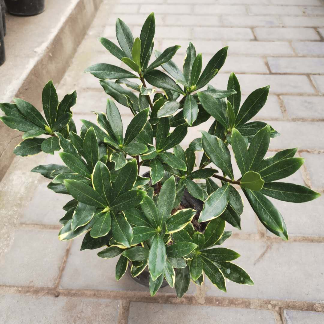 家里温度低最适合入手的8款常绿类盆栽