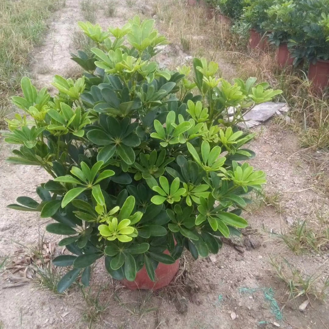 家里温度低最适合入手的8款常绿类盆栽