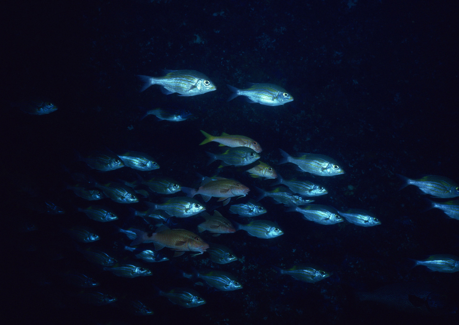 海洋深处漆黑一片那里的鱼是怎样寻找食物的