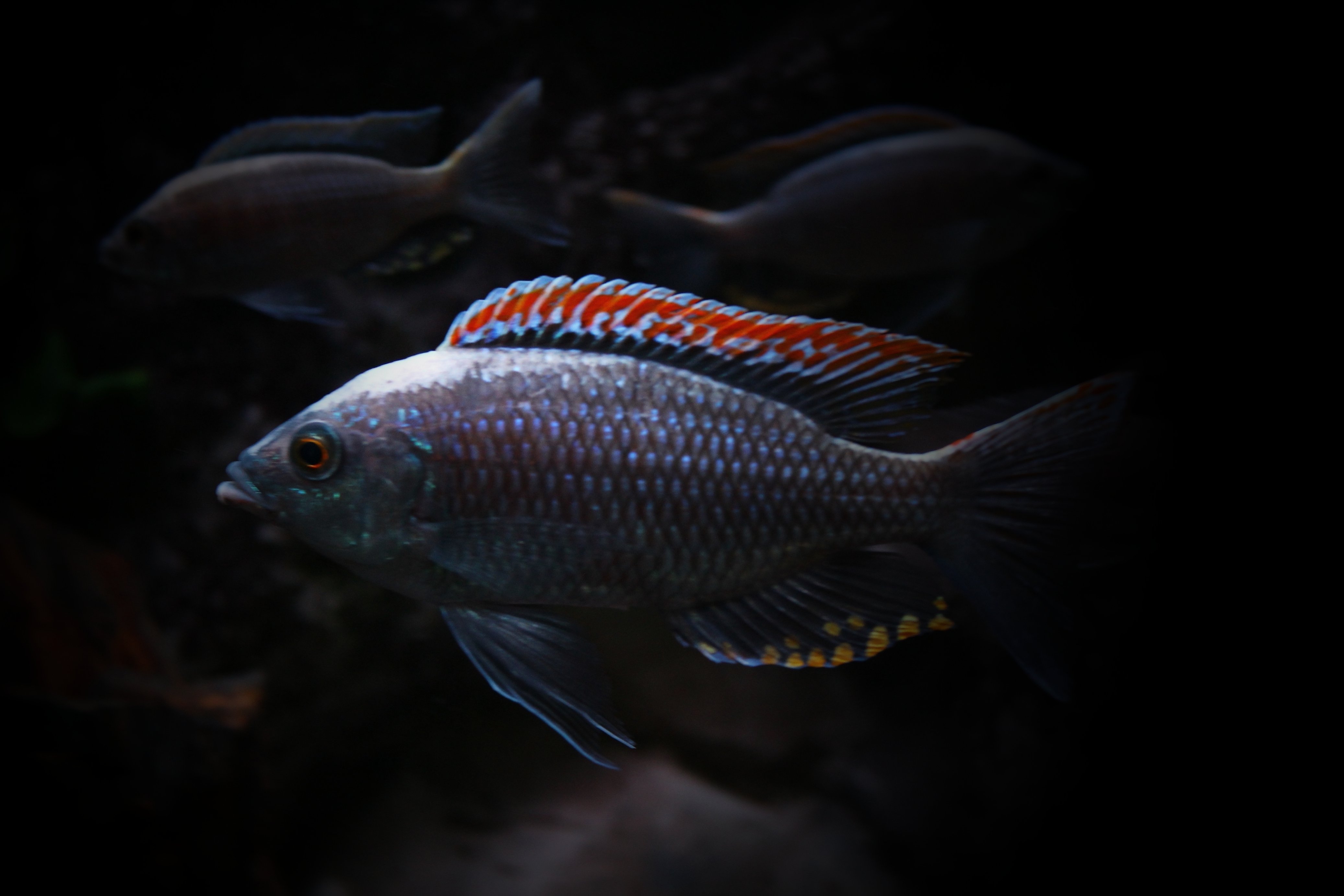 海洋深处漆黑一片那里的鱼是怎样寻找食物的