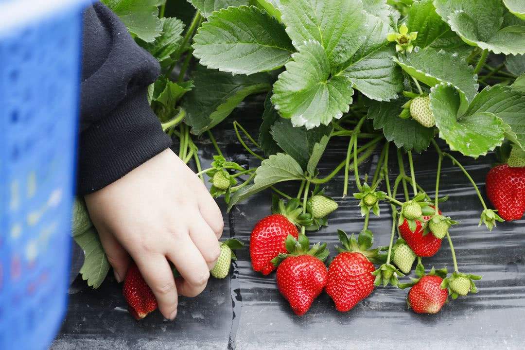 孩子冬天吃水果家长记住3吃5不吃吃对了才能增强抵抗力