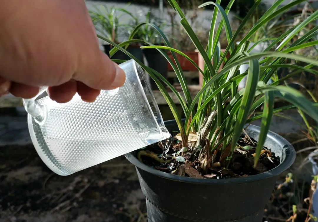 新手兰友须注意冬天这样给兰花浇水十浇九烂根