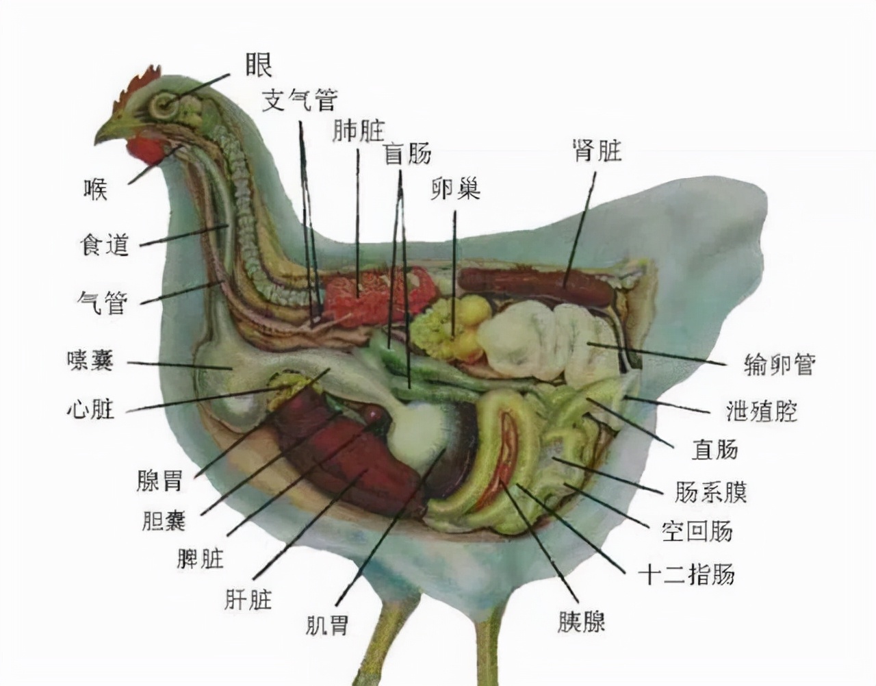 鸟类器官结构图图片