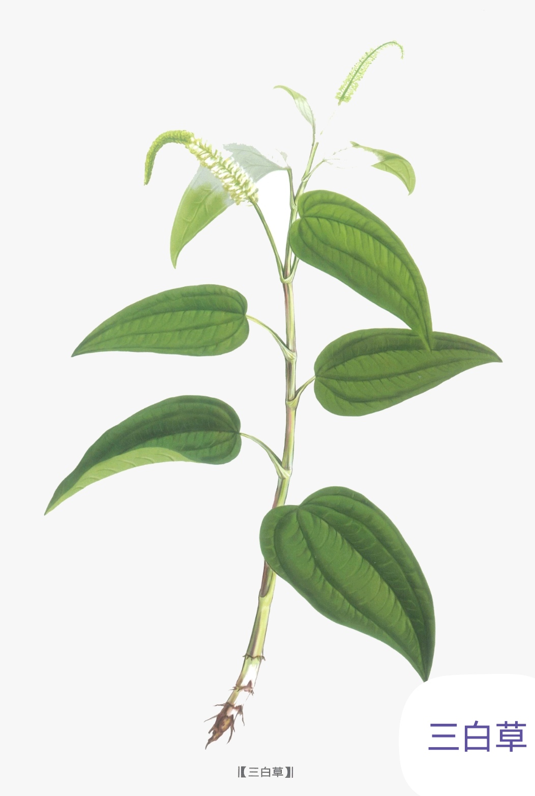 中药古今研究三白草