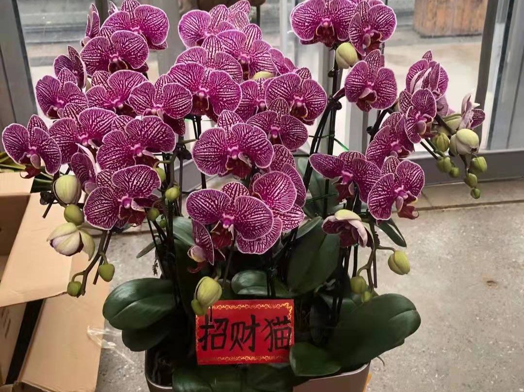 盘点一下年宵花卉市场价格最贵的6款盆栽花卉