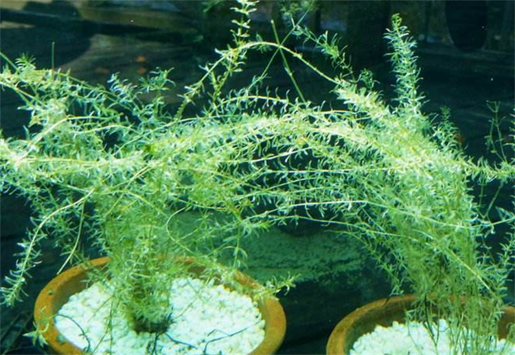 植物科普 黑藻是高等植物还是低等植物 你有了解过吗 人民号