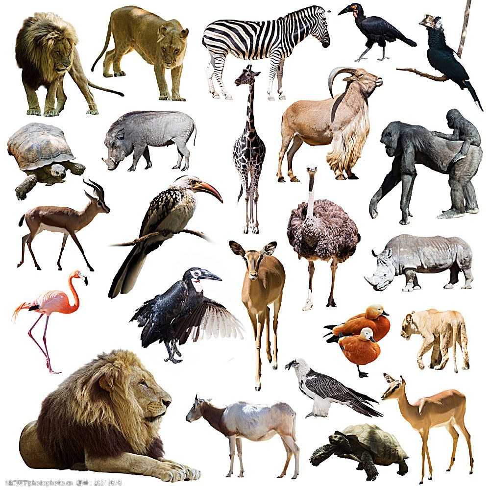 拜访野生动物的家一本令人惊叹的儿童野生动物图鉴