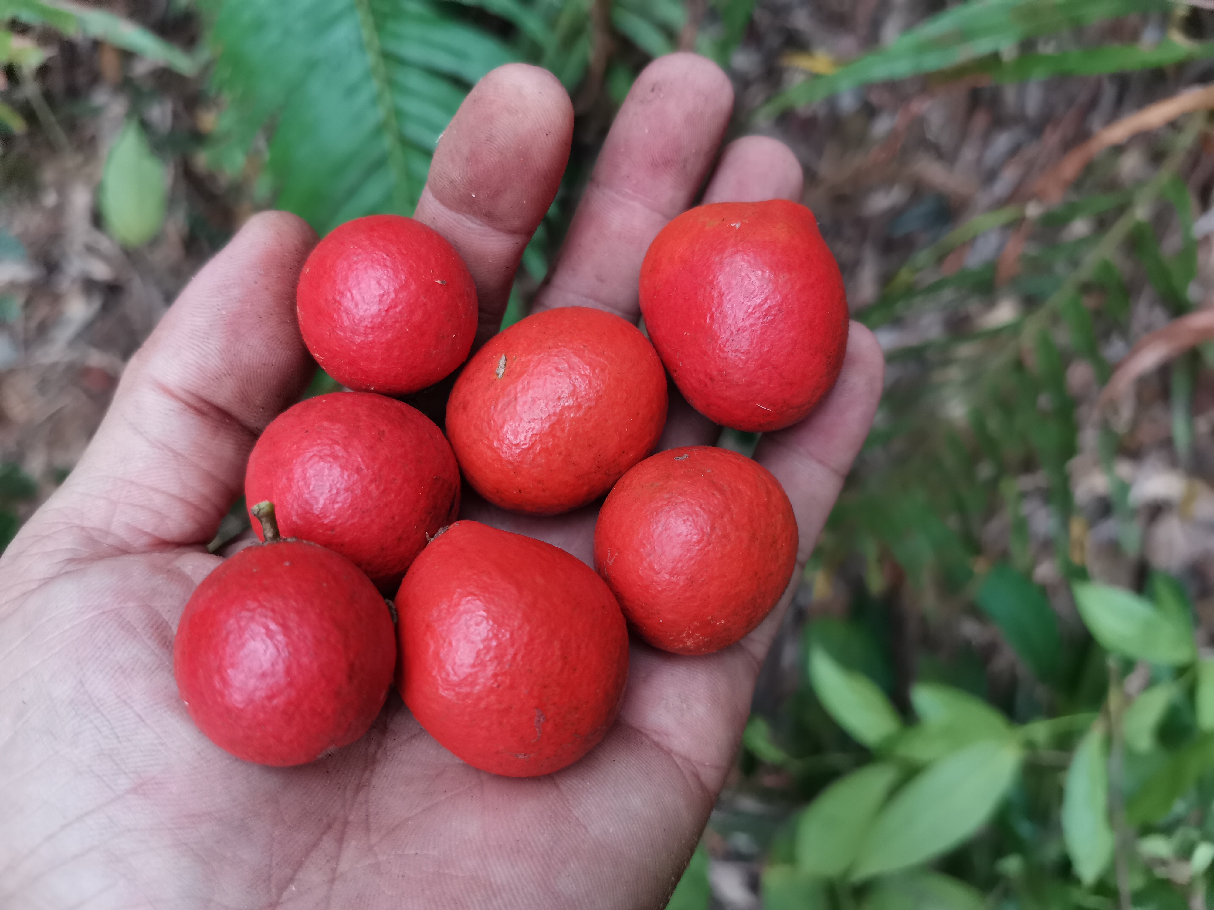农村山上有哪些是有钱也买不到的野果这两种才几乎没有人认识