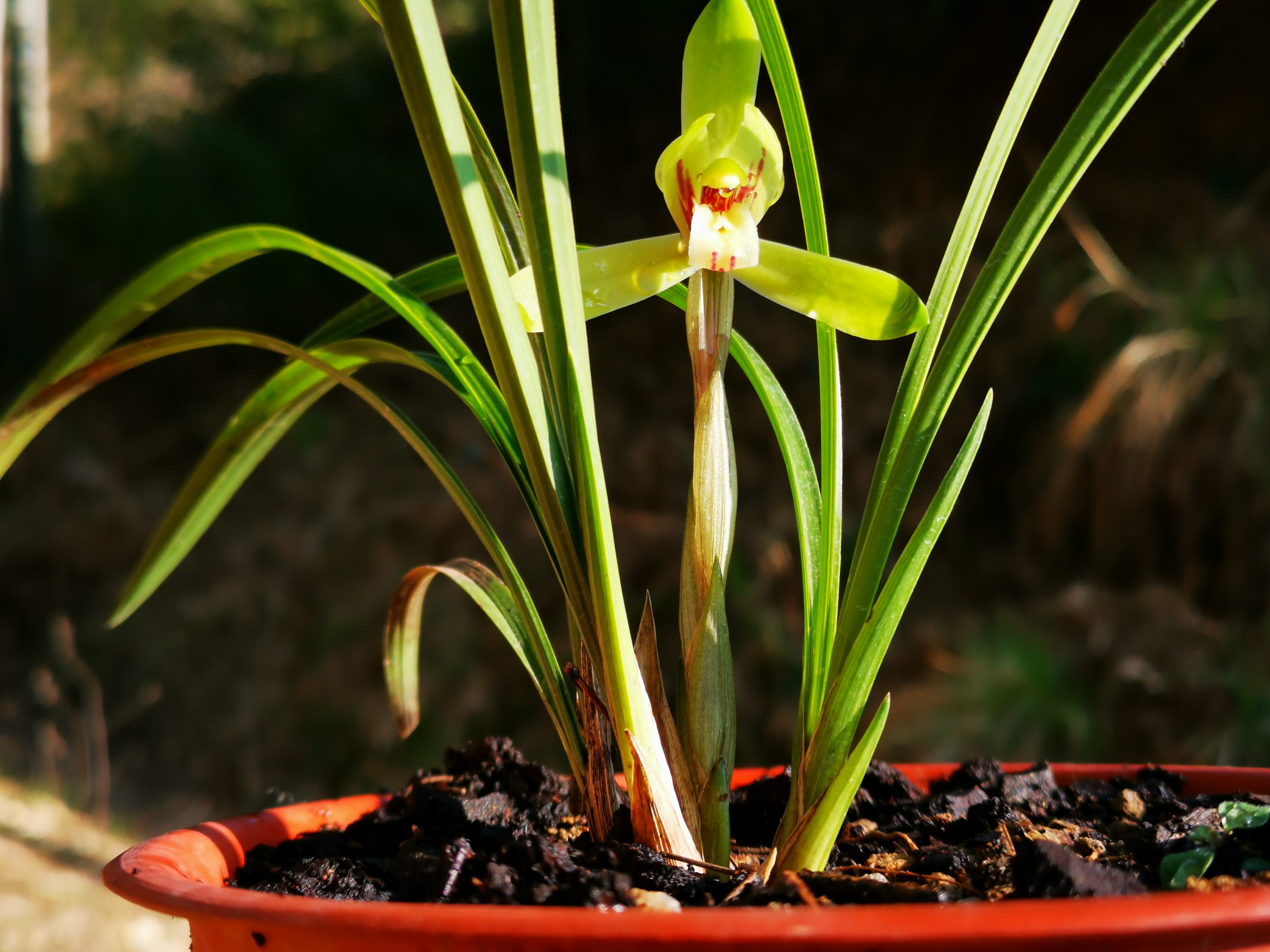 新手种植兰花最容易犯的6大错每一条都会影响兰花长势