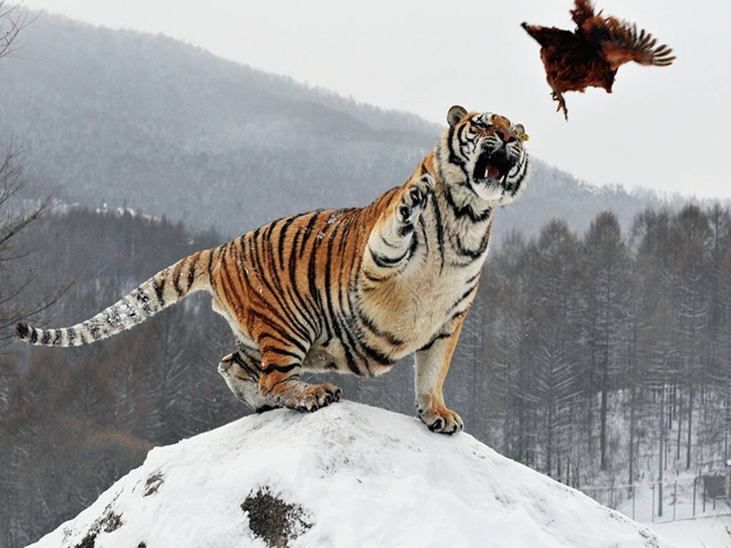 野化放归3年的大熊猫已成功安家为啥还没有放生1头东北虎