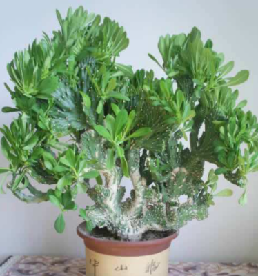 不喜欢小型花草那就养9种大盆花名字霸气好养寓意好