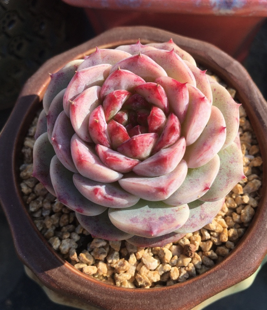 在冬季天鹅绒美不美不用多说多肉天鹅绒值得拥有