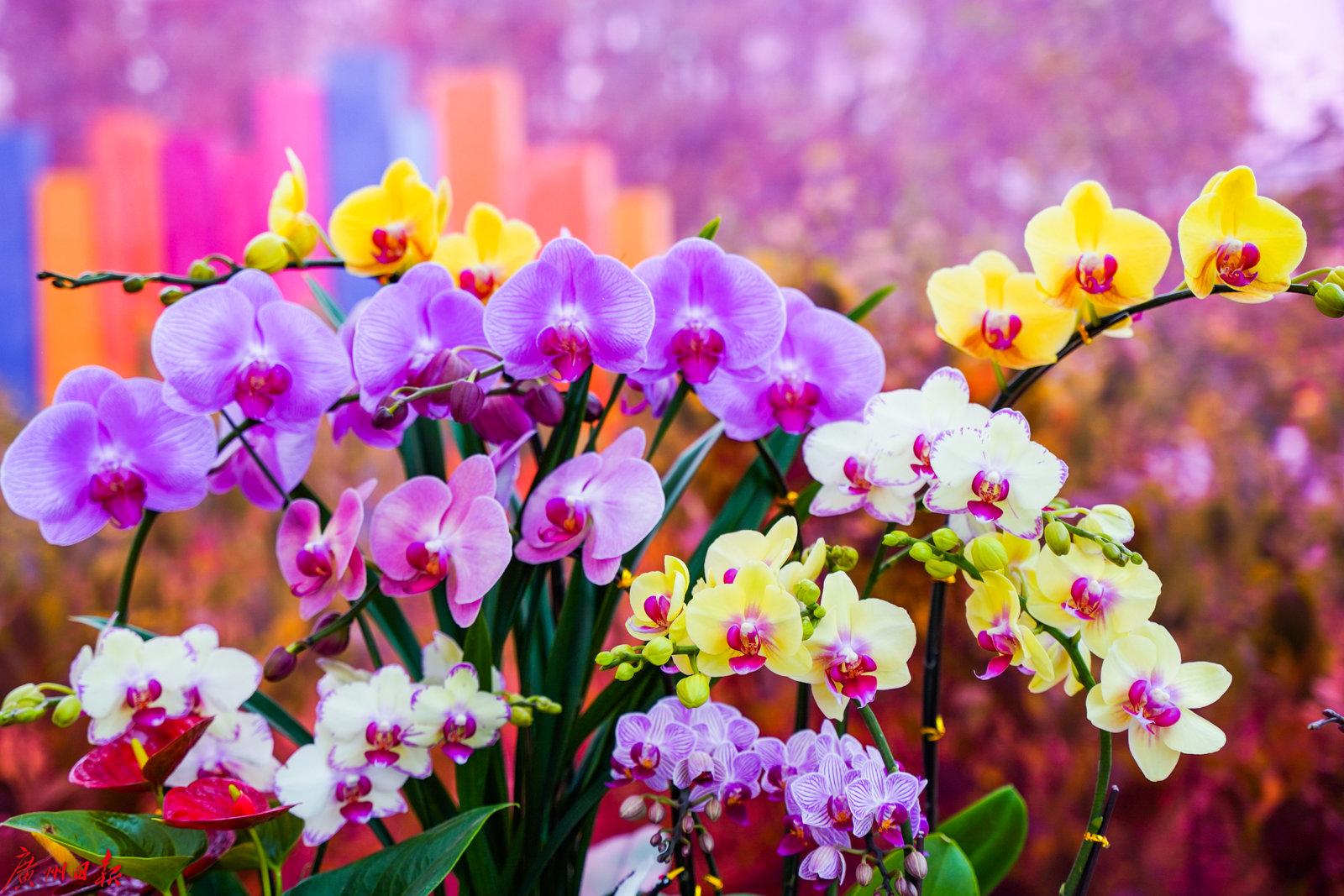 已售近16亿元2022广东云上花市成绩亮眼