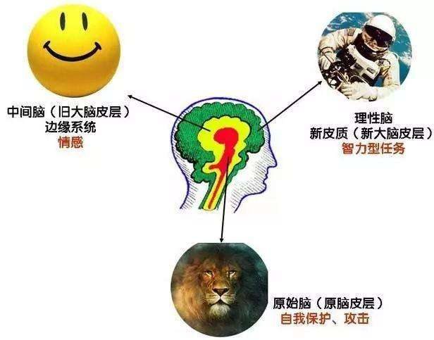 新皮质(理性脑/新大脑皮层)三部分;也被称为爬行脑,情绪脑和理性脑