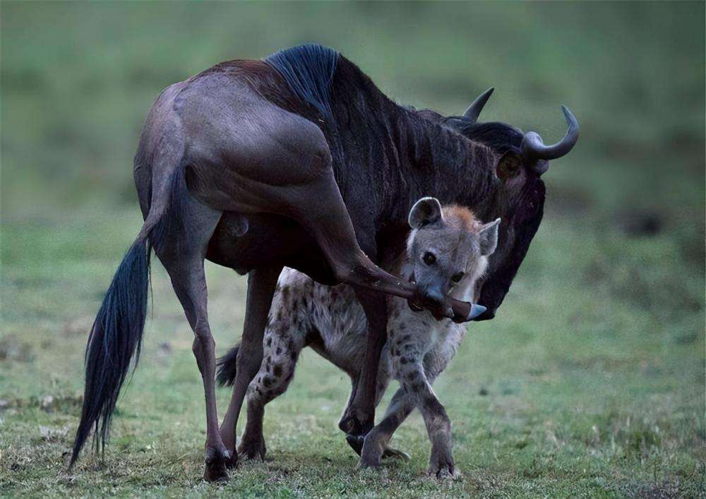 2014年日本一对斑鬣狗交配2年多没怀孕检查后才发现都是公的