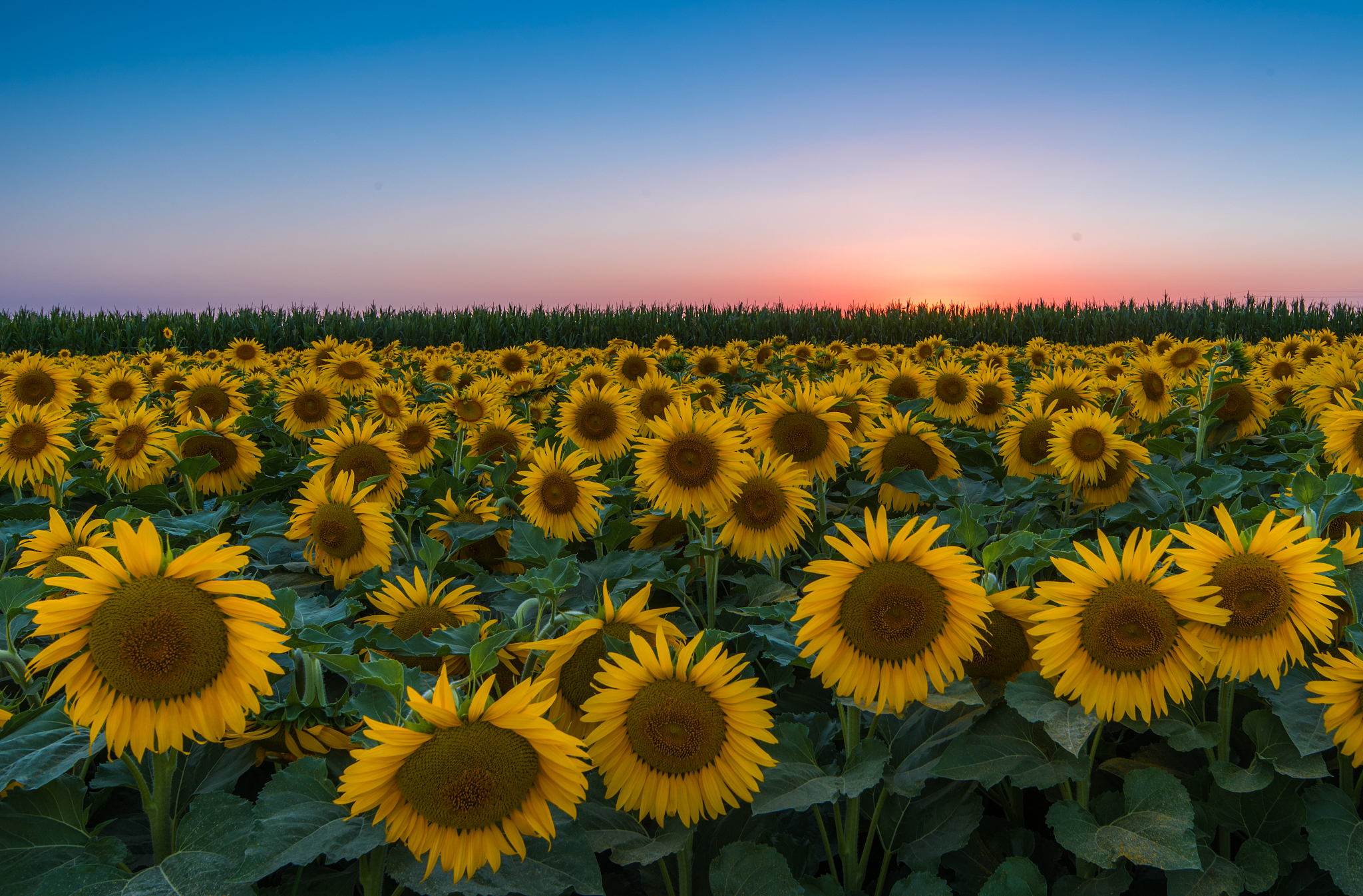 沈阳向日葵花海在哪里有一处在北陵公园而其他两处经常被忽略