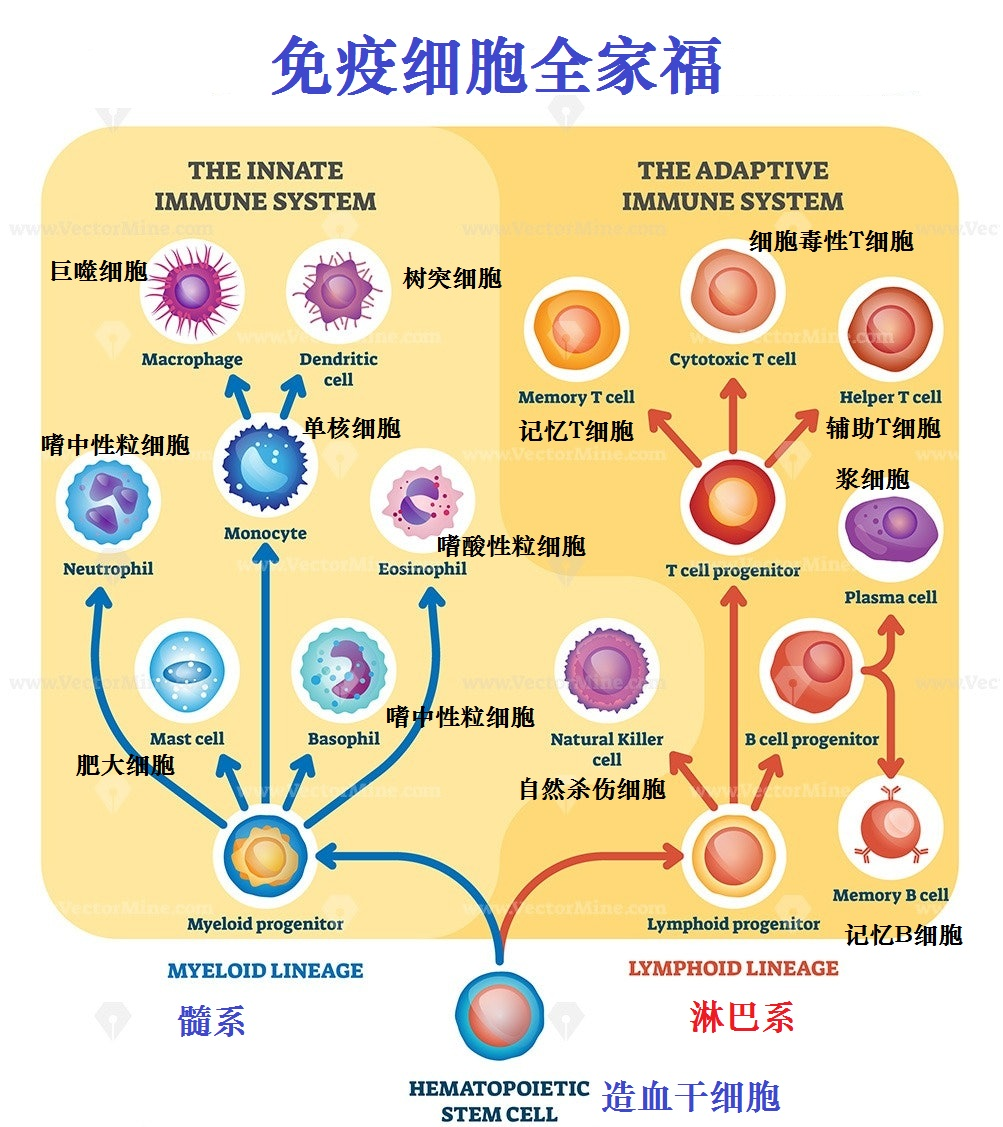 人体四大免疫细胞图片