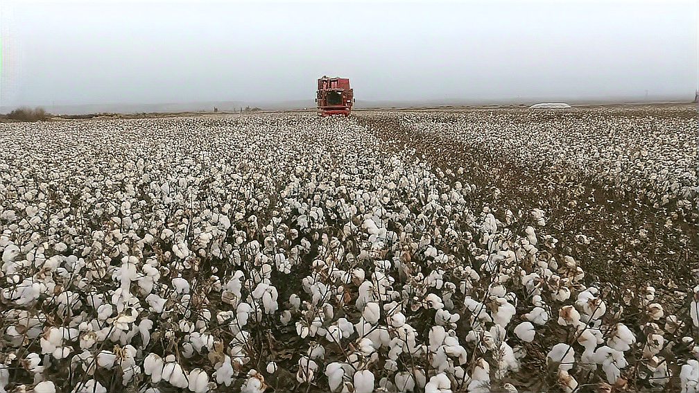 一颗棉花的一生棉花不是花但却是最纯朴最持久的
